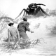 Illustration for article titled Zerg Rushes, Suicide Attacks and Splash Damage: How Real Insect Warfare is Similar to StarCraft